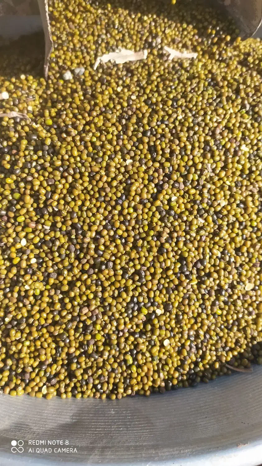 ماش ارتشی|خوردنی و آشامیدنی|گتوند, |دیوار