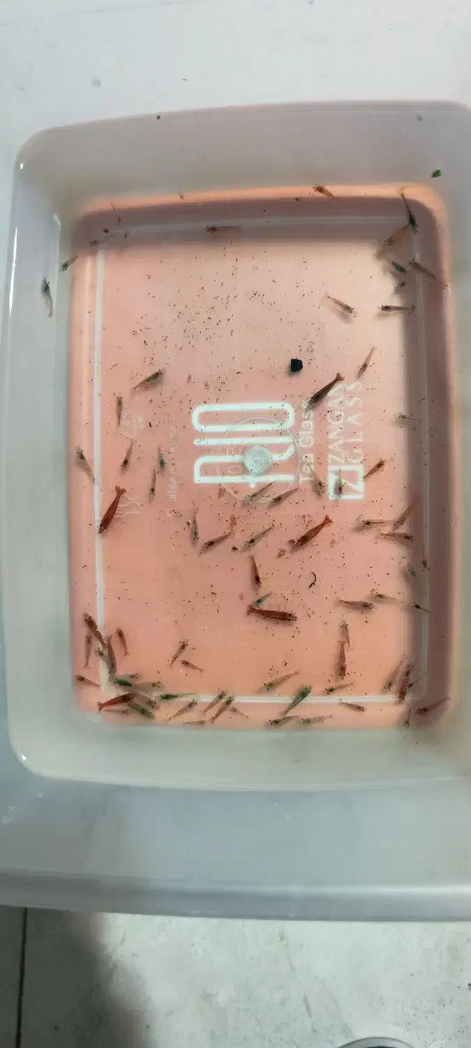 میگوی زینتی|ماهی|رشت, گلباغ نماز|دیوار