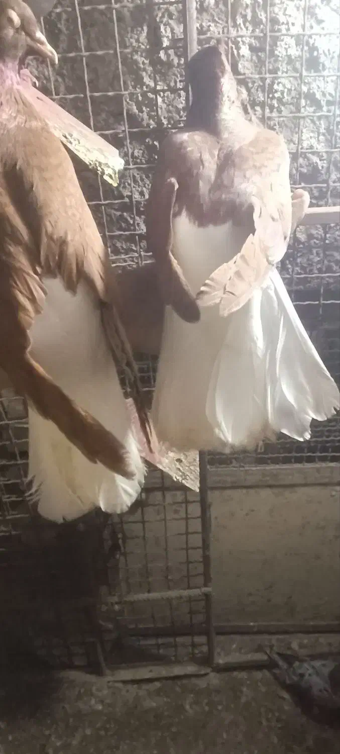 سرخ دمسفید|پرنده|حمیدیه, |دیوار