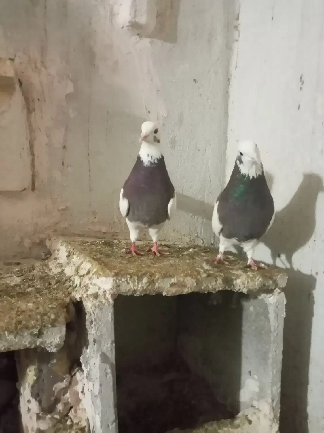 طوقی سرخ|پرنده|تربت‌حیدریه, باغ سلطانی|دیوار