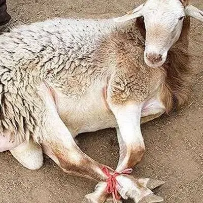 قصاب|حیوانات مزرعه|شیراز, سفیرشمالی|دیوار