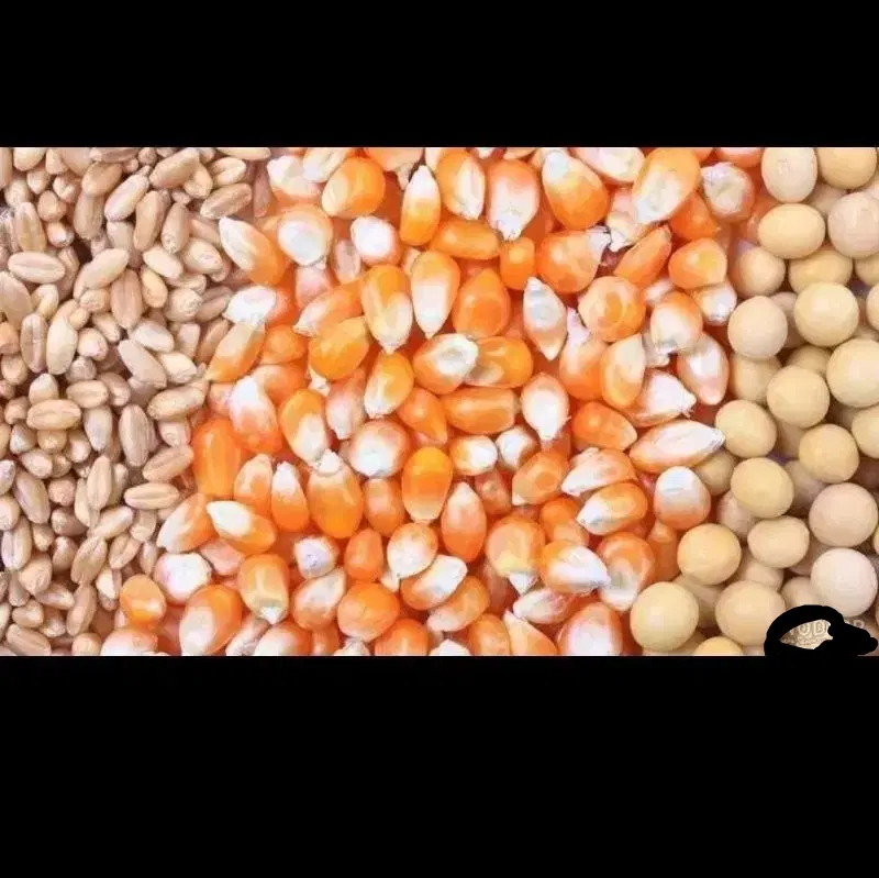 نهاده دام وطیور جو و ذرت و سویا و سبوس|لوازم جانبی حیوانات|برخوار, |دیوار