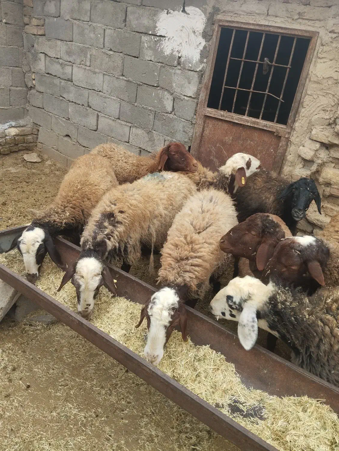 میش بره|حیوانات مزرعه|جوکار, |دیوار