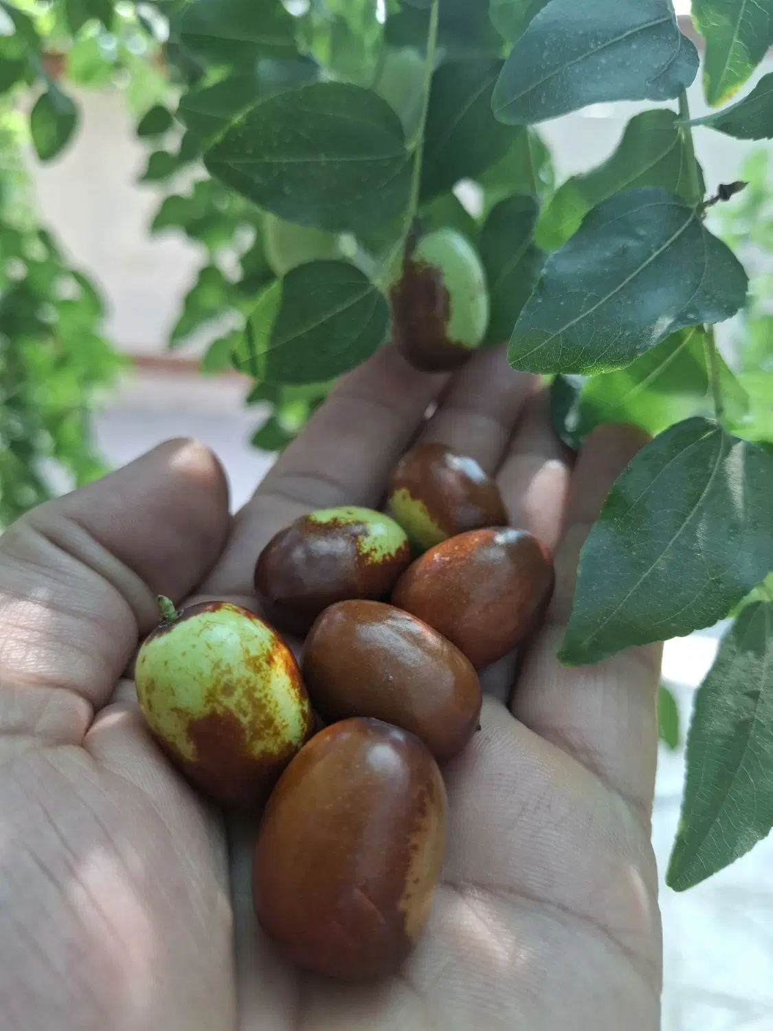 عناب|خوردنی و آشامیدنی|مبارکه, |دیوار