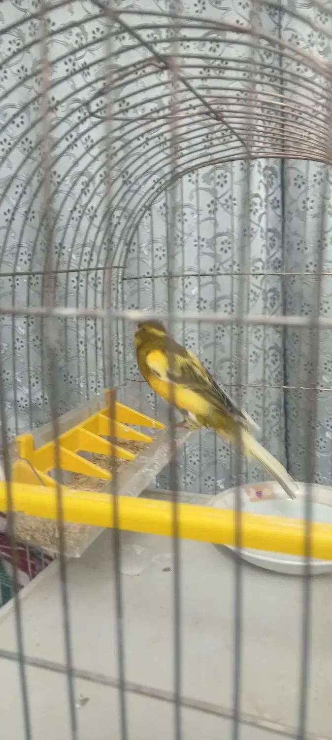 قناری|پرنده|اصفهان, شاهزاده ابراهیم|دیوار