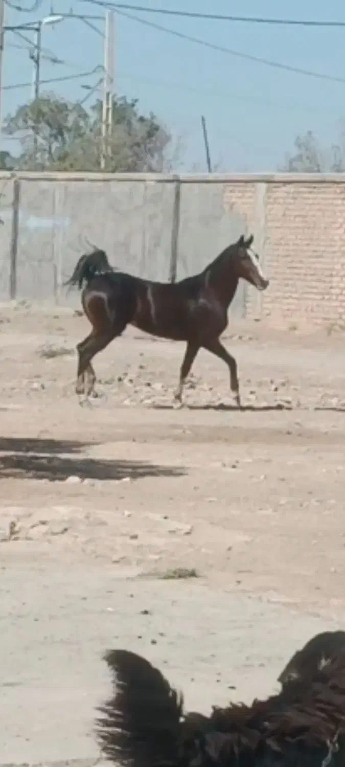 اسب|اسب و تجهیزات اسب‌سواری|زرندیه, |دیوار