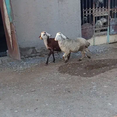 گوسفند|حیوانات مزرعه|سیلاخور, |دیوار