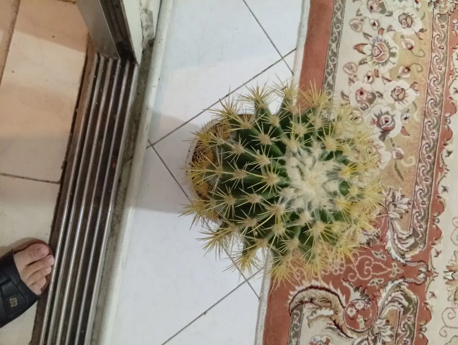 کاکتوس|گل و گیاه طبیعی|تهران, اوقاف|دیوار