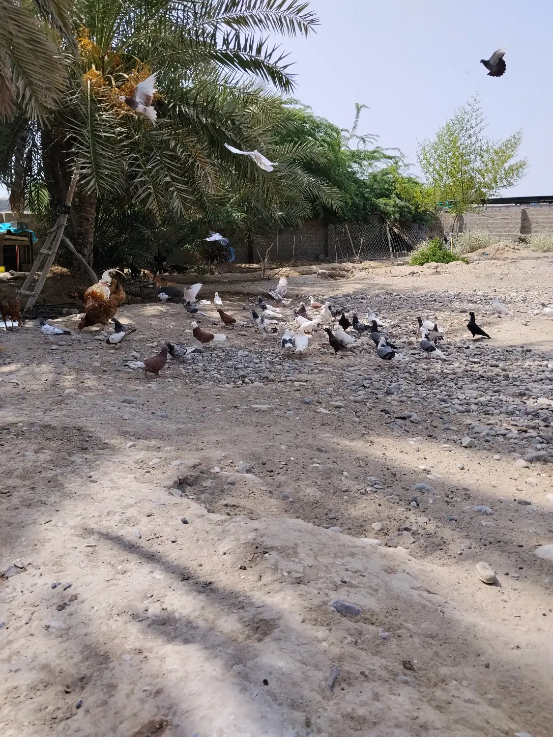 پرشی|پرنده|بند زرک, |دیوار