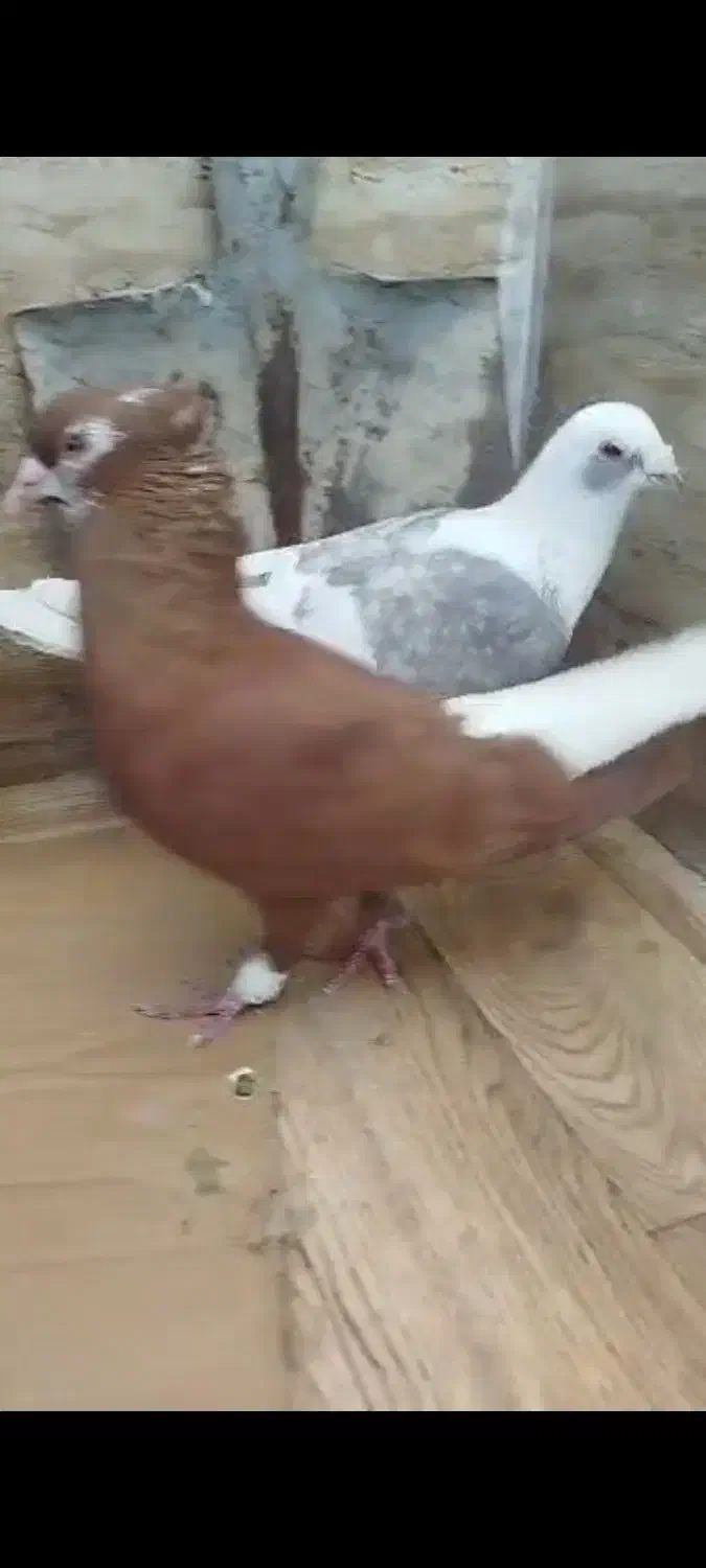 کبوتر رنگی|پرنده|سوسنگرد, |دیوار