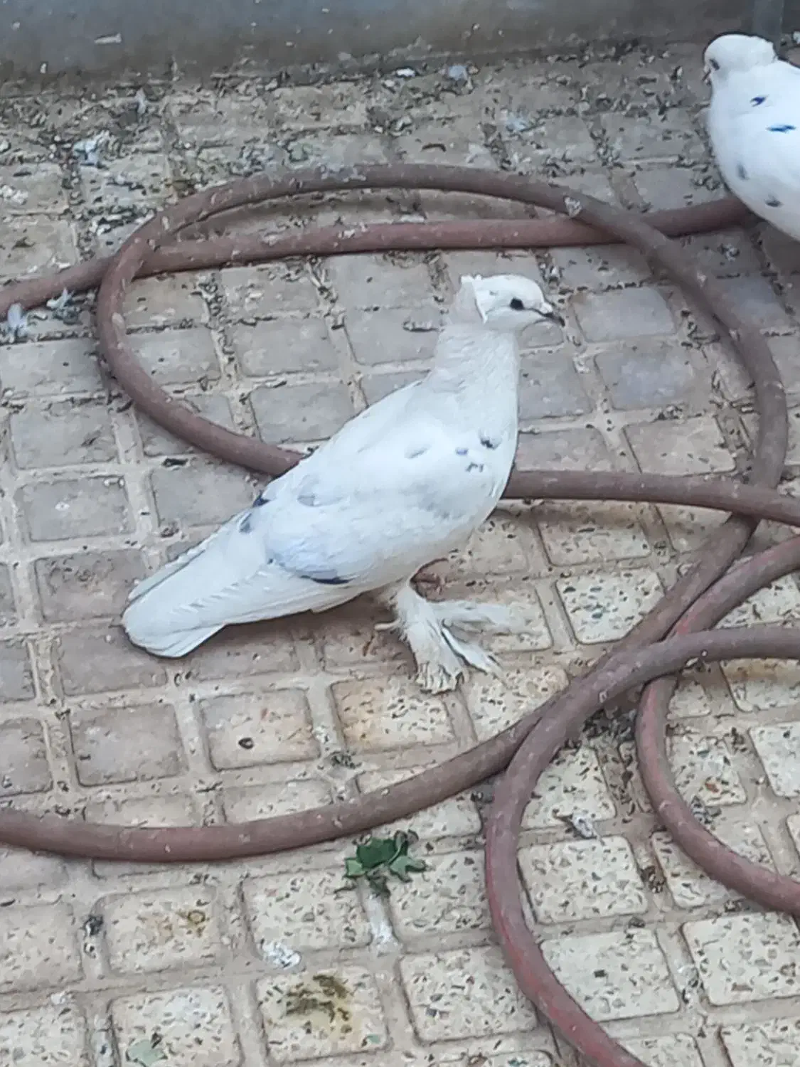 کفتر|پرنده|یزد, |دیوار