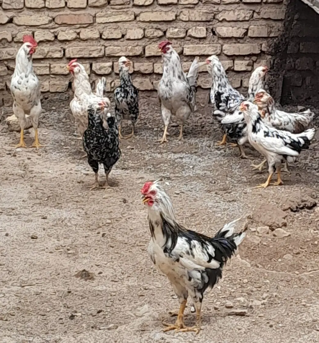 خروس|حیوانات مزرعه|شیراز, سفیرشمالی|دیوار