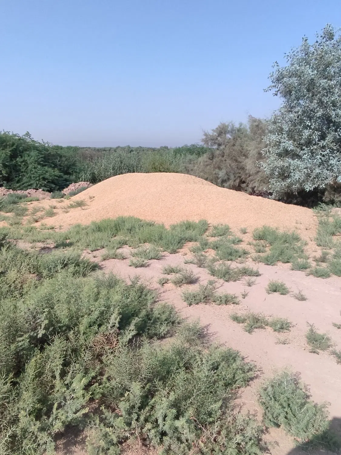 کاه|گل و گیاه طبیعی|حمیدیه, |دیوار