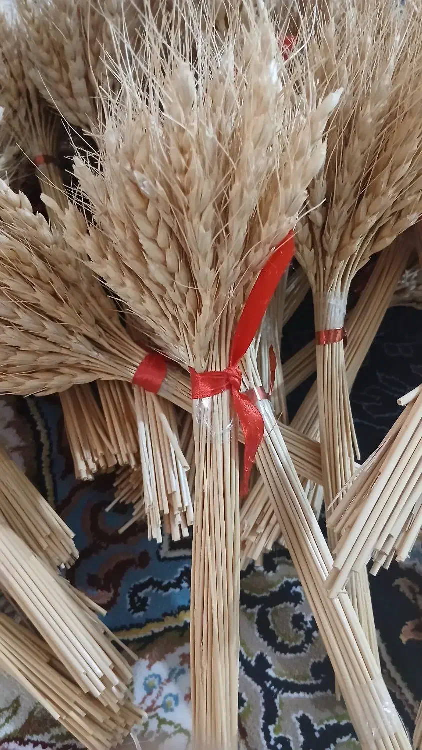 گندم های سفره ی هفت سین|گل و گیاه طبیعی|تهران, مسعودیه|دیوار