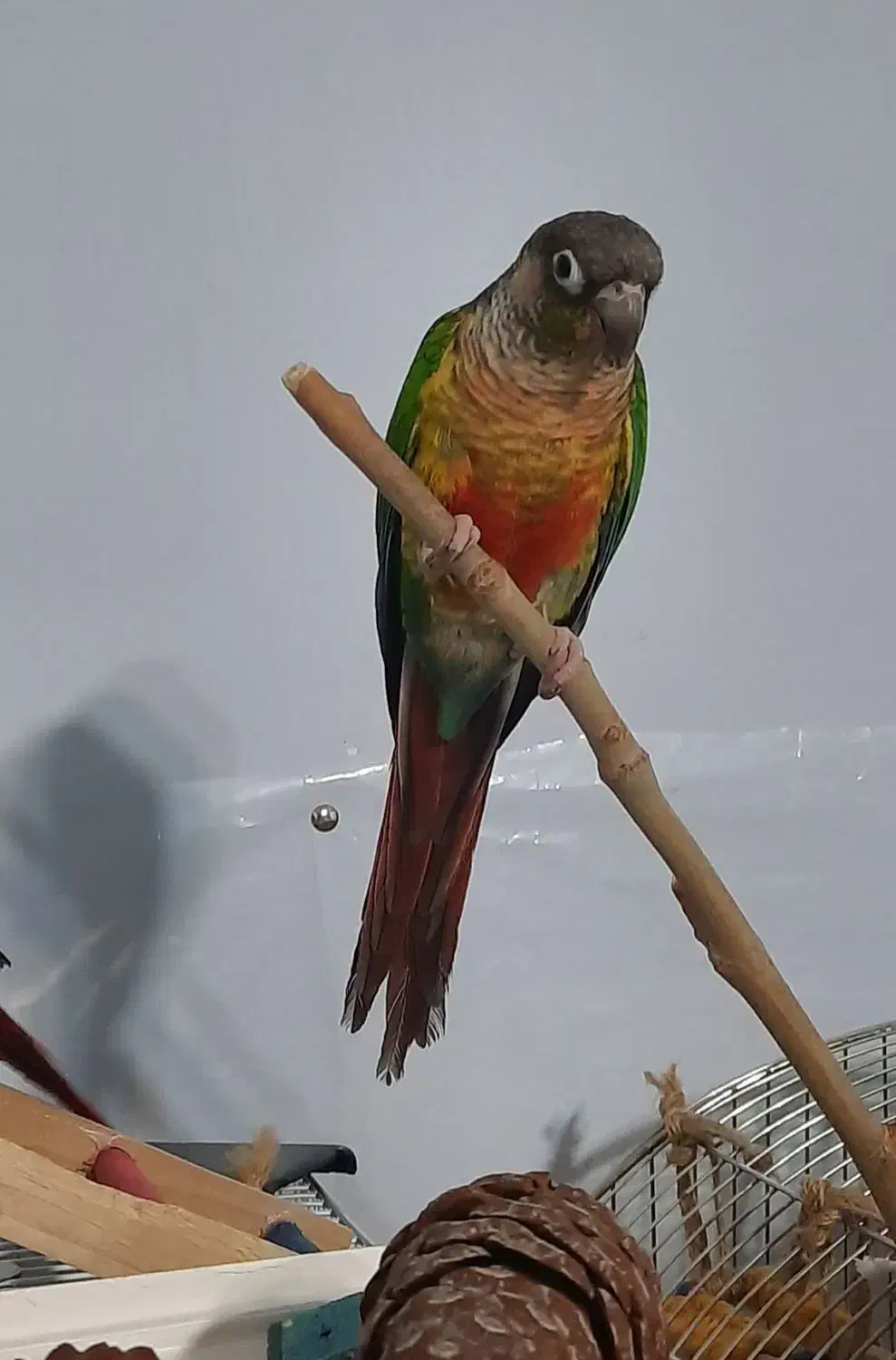 گرینچیک|پرنده|کرج, اصفهانیها|دیوار