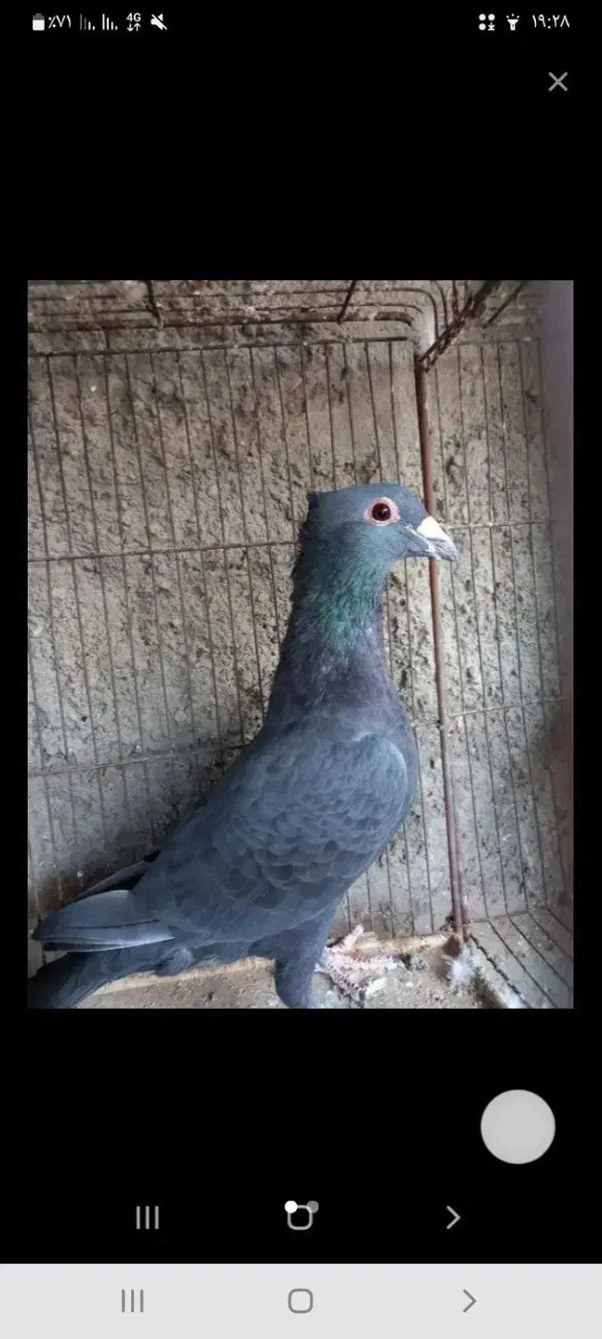 زاغ|پرنده|بم, |دیوار