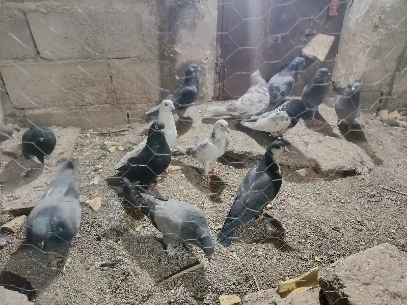 کبوتر|پرنده|بم, |دیوار