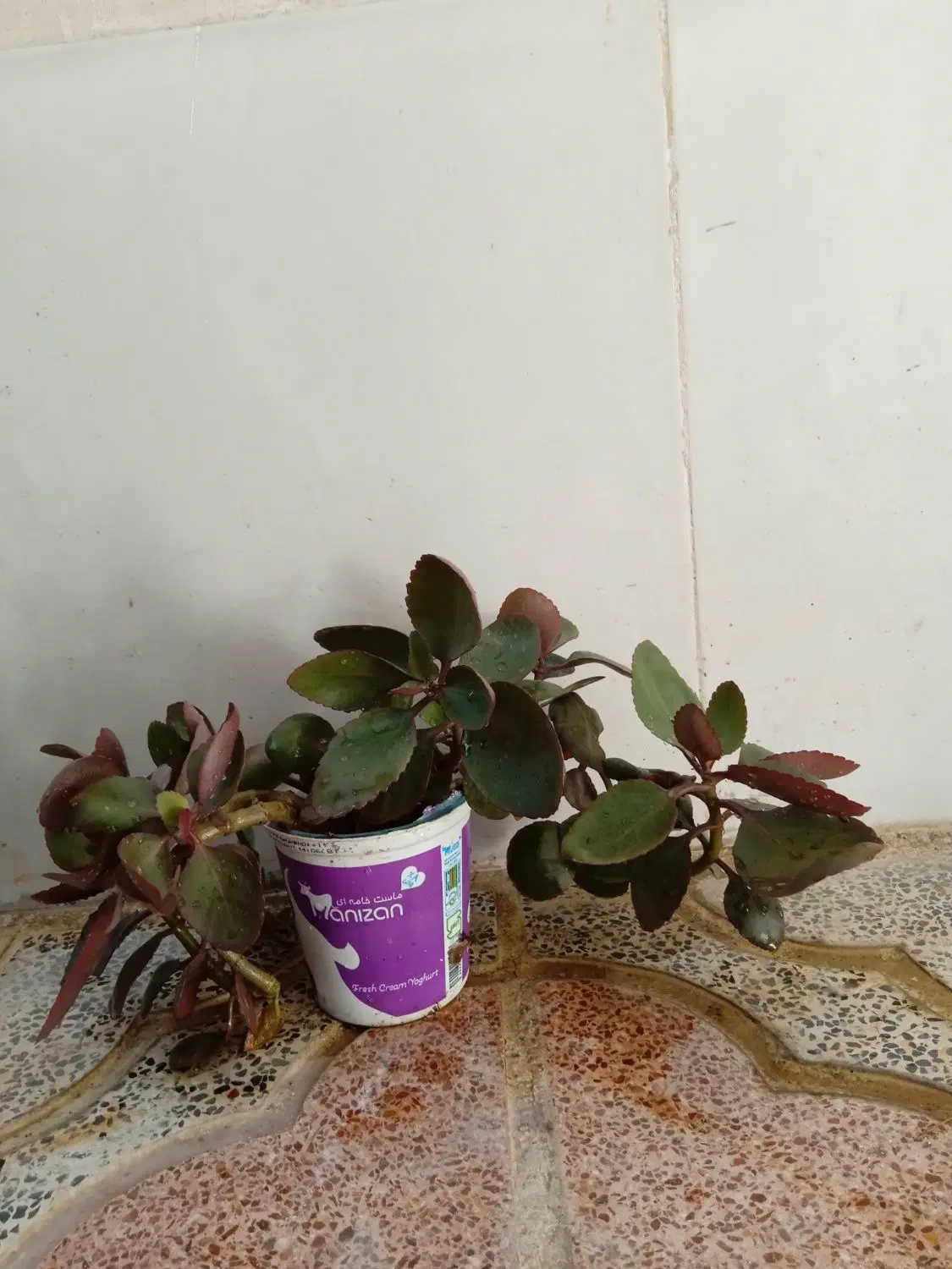 گل طبیعی|گل و گیاه طبیعی|کرمانشاه, |دیوار