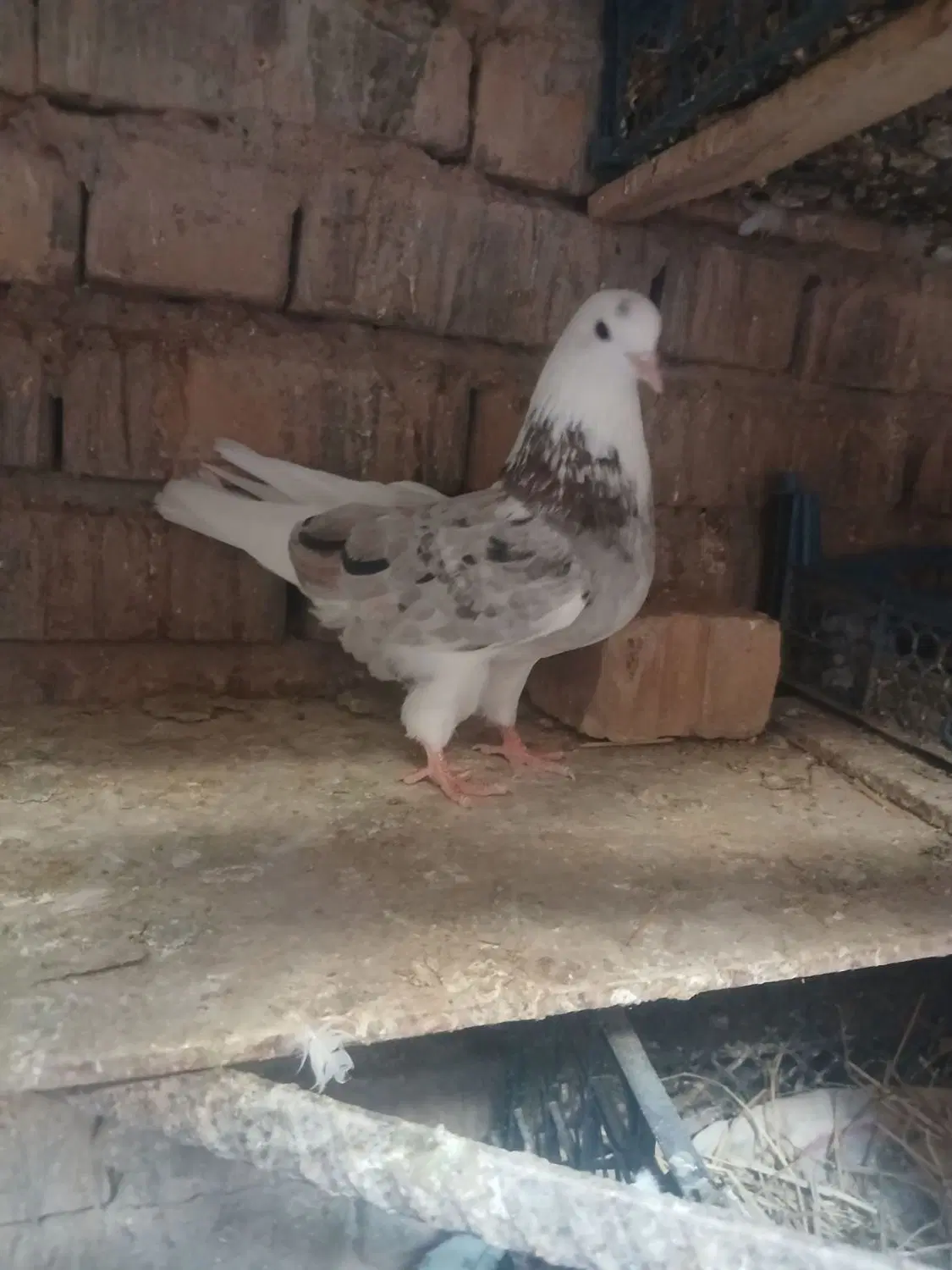 کبونر|پرنده|زنجان, |دیوار