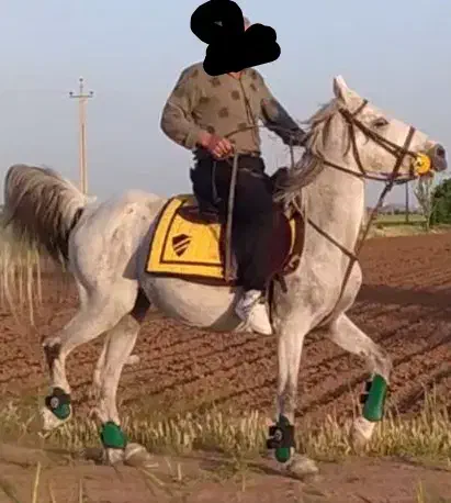 اسب|اسب و تجهیزات اسب‌سواری|اقبالیه, |دیوار