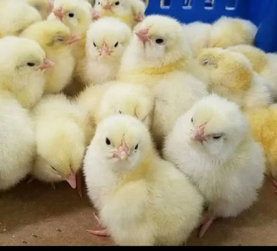 عرضه مستقیم  جوجه و اردک یک روزه تا تخم گزار|حیوانات مزرعه|جوادآباد, |دیوار