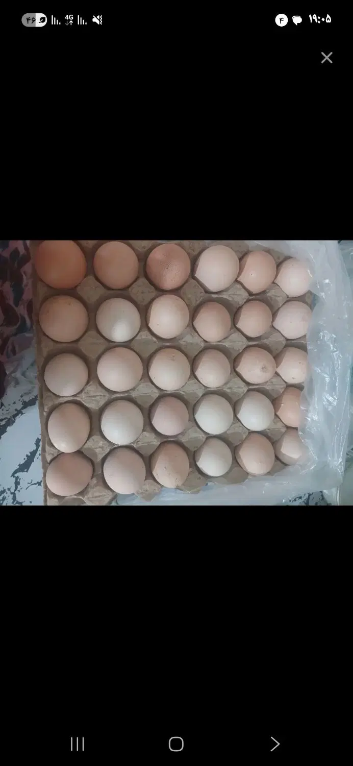 تخم مرغ|خوردنی و آشامیدنی|مریوان, |دیوار
