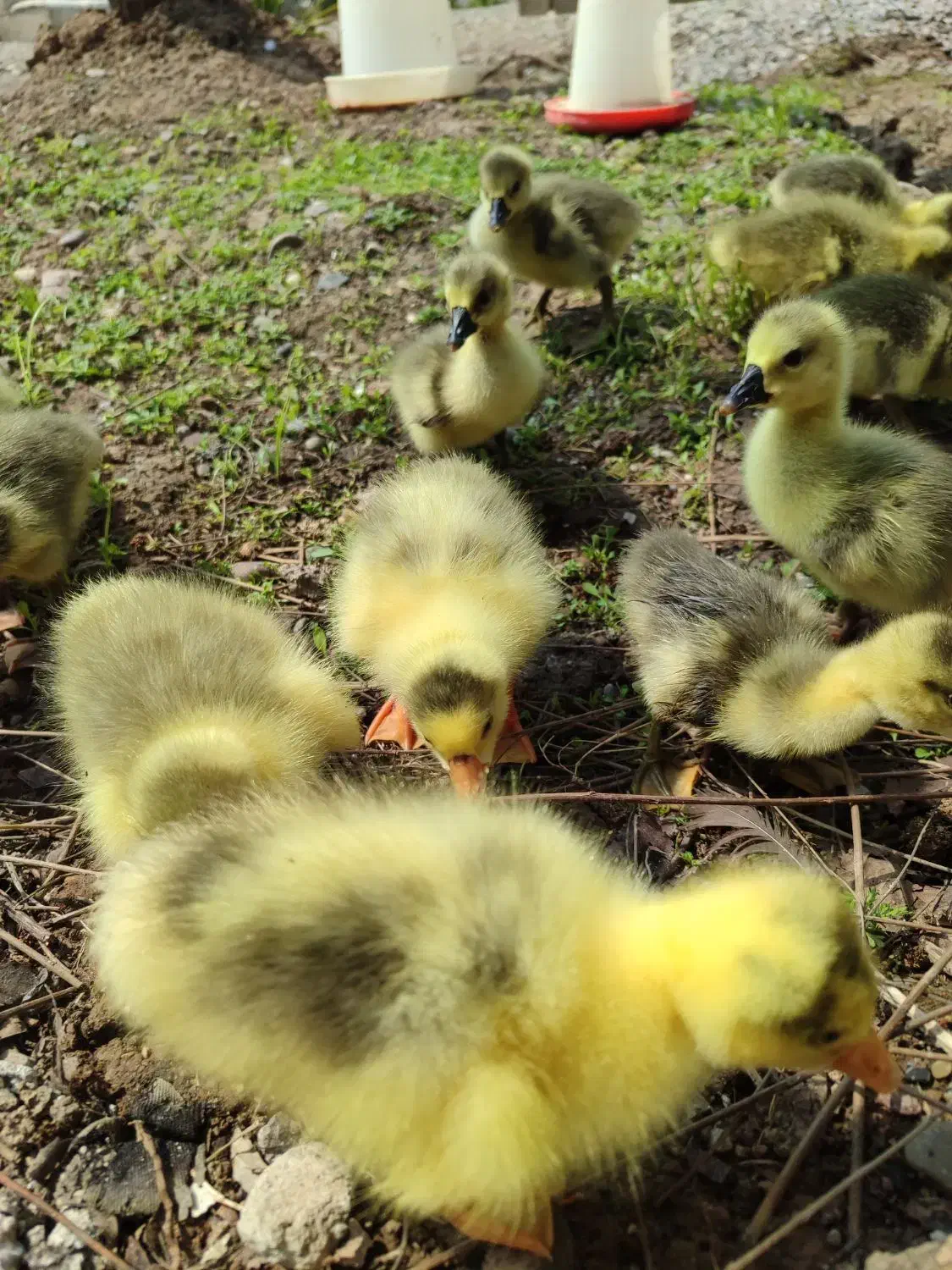 جوجه غاز|لوازم جانبی حیوانات|رشت, توشیبا|دیوار