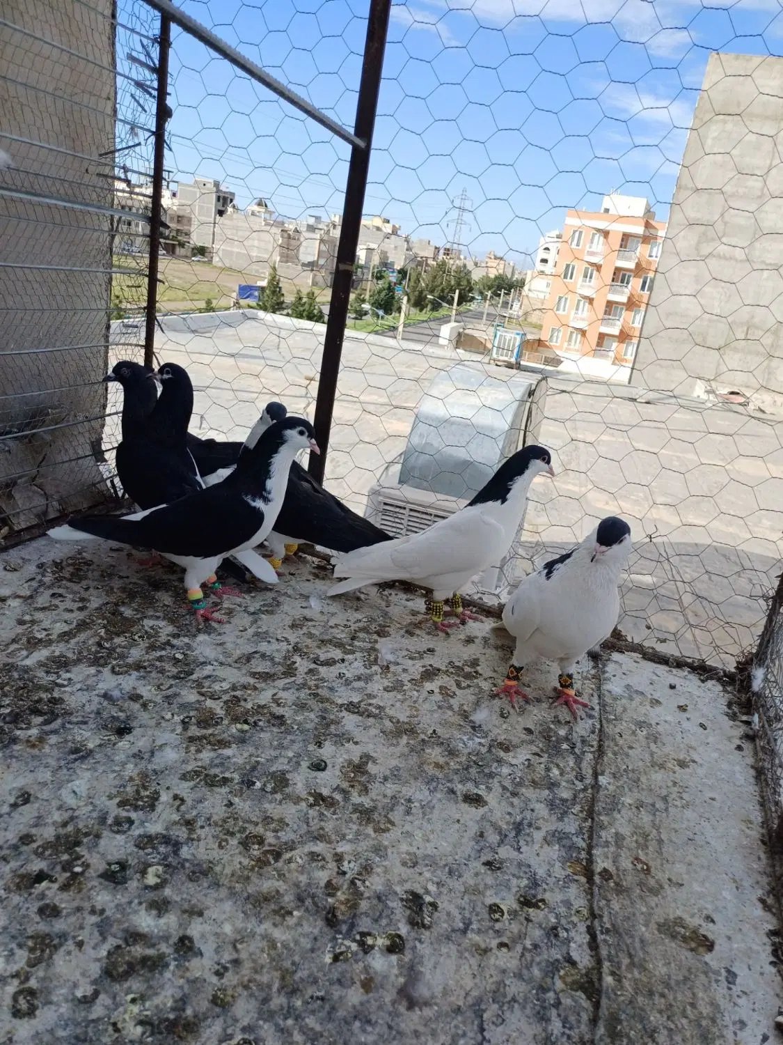 خوشرنگ سیاه شصتی|پرنده|تاکستان, |دیوار