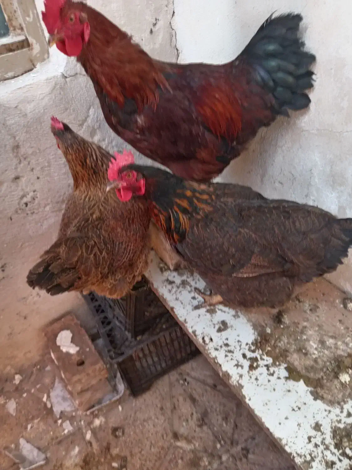 مرغ و خروس|خوردنی و آشامیدنی|نیشابور, شهید بهشتی|دیوار