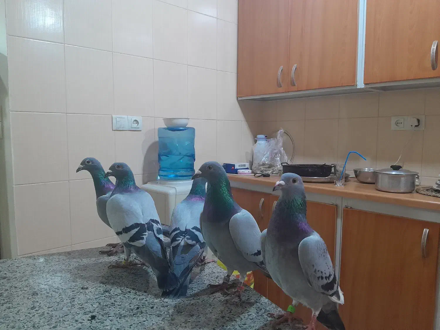 پرنده پلاکی|پرنده|آبادان, |دیوار