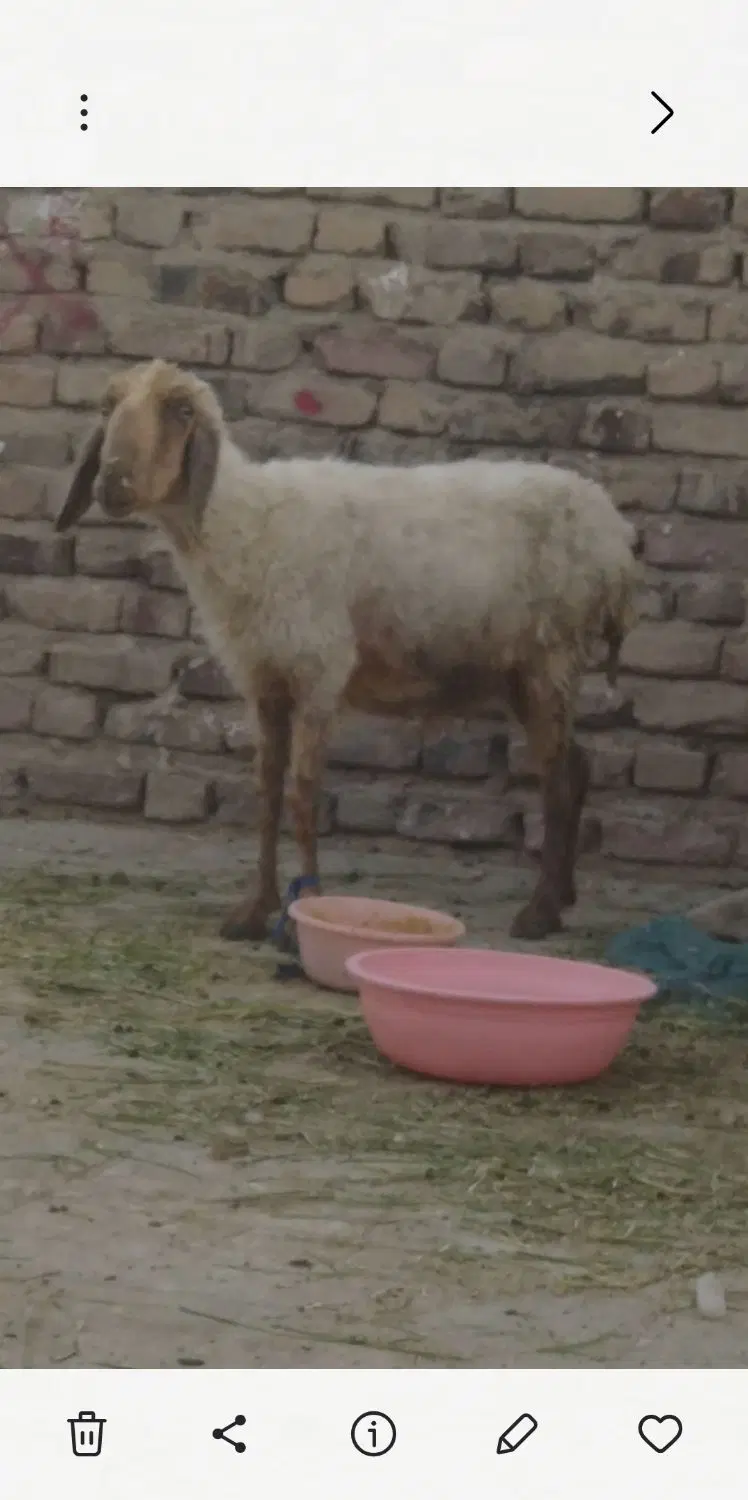 گوسفند|حیوانات مزرعه|پشتکوه (سیستان و بلوچستان), |دیوار