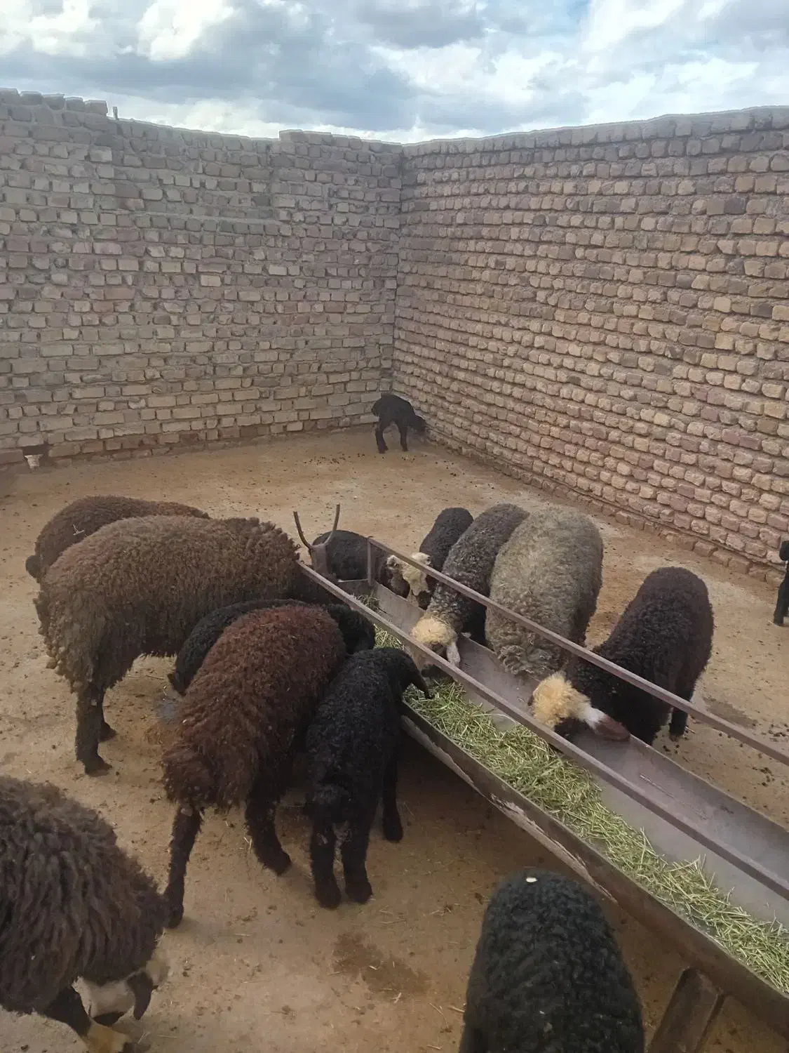 5راس بره نر شالی|حیوانات مزرعه|قزوین, |دیوار