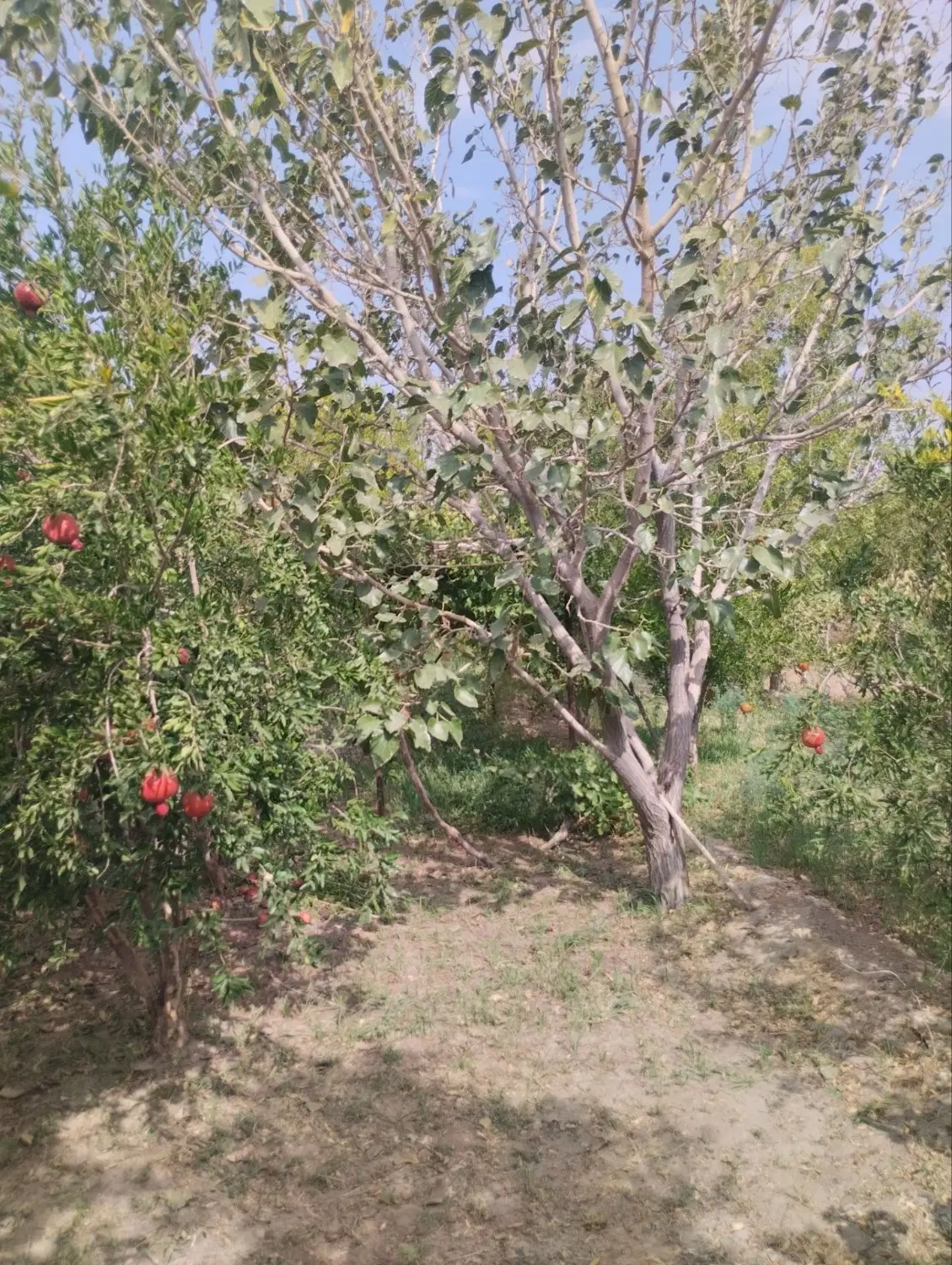 تصویر 12