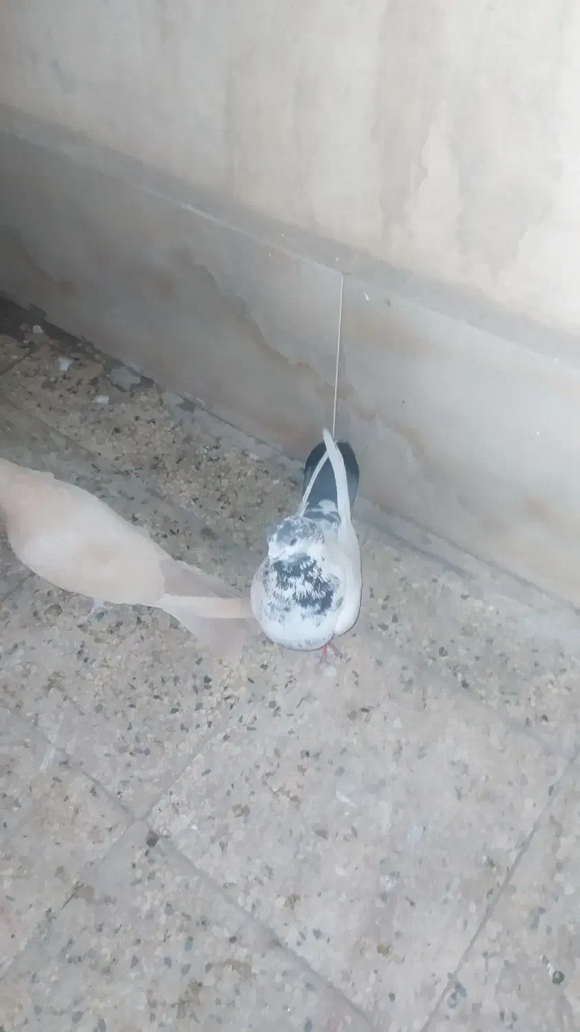 کبوتر|پرنده|تهران, شهرک ولیعصر جنوبی|دیوار