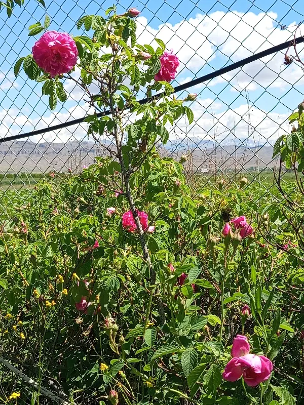 گل محمدی|گل و گیاه طبیعی|یامچی, |دیوار