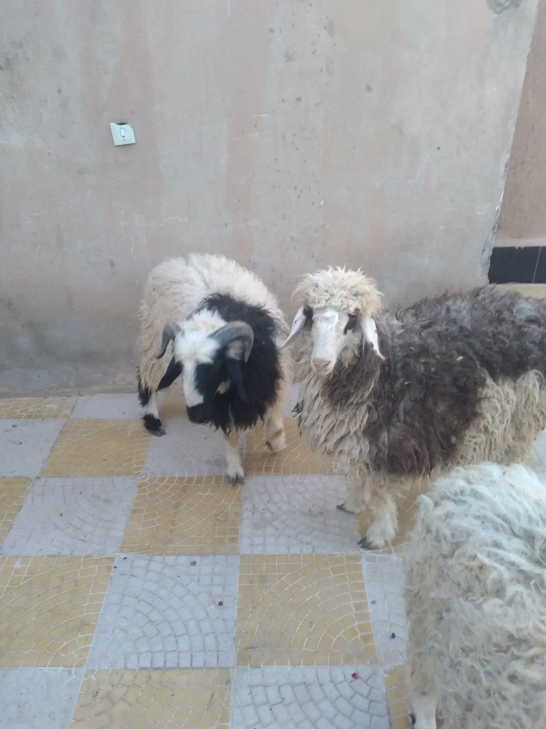 بره|حیوانات مزرعه|ماهان, |دیوار