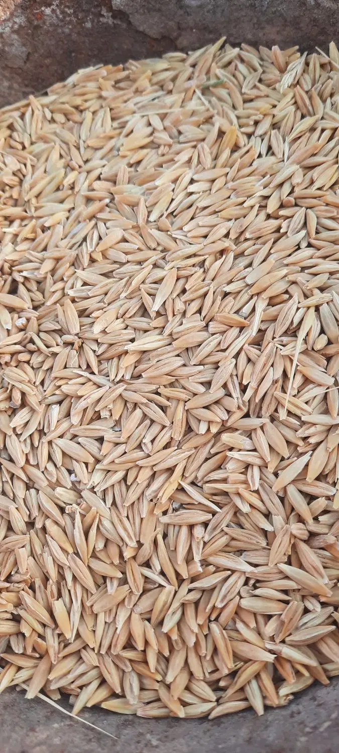 جومحلی|خدمات باغبانی و درختکاری|کربال, |دیوار