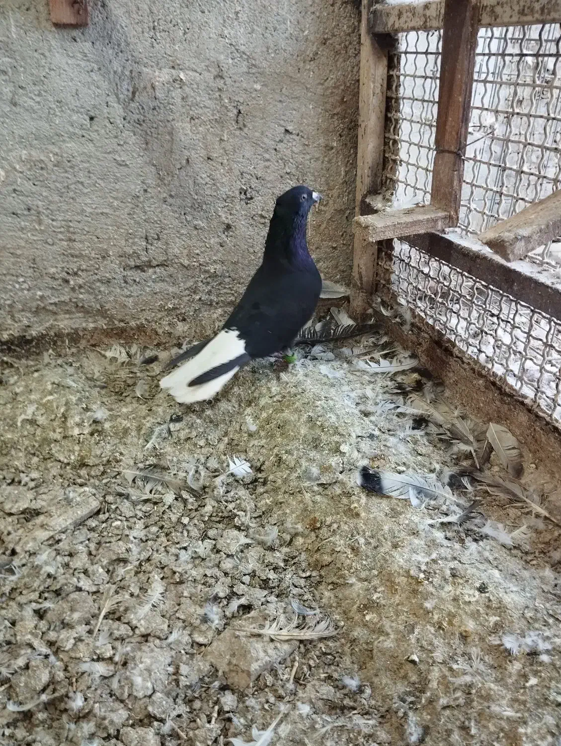 دمسفید|پرنده|اهواز, ملاشیه|دیوار