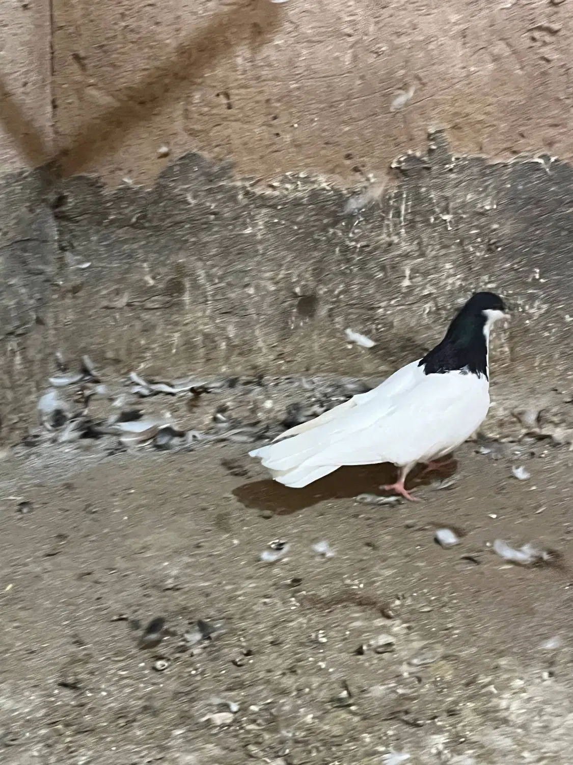 کبوتر|پرنده|تاکستان, |دیوار