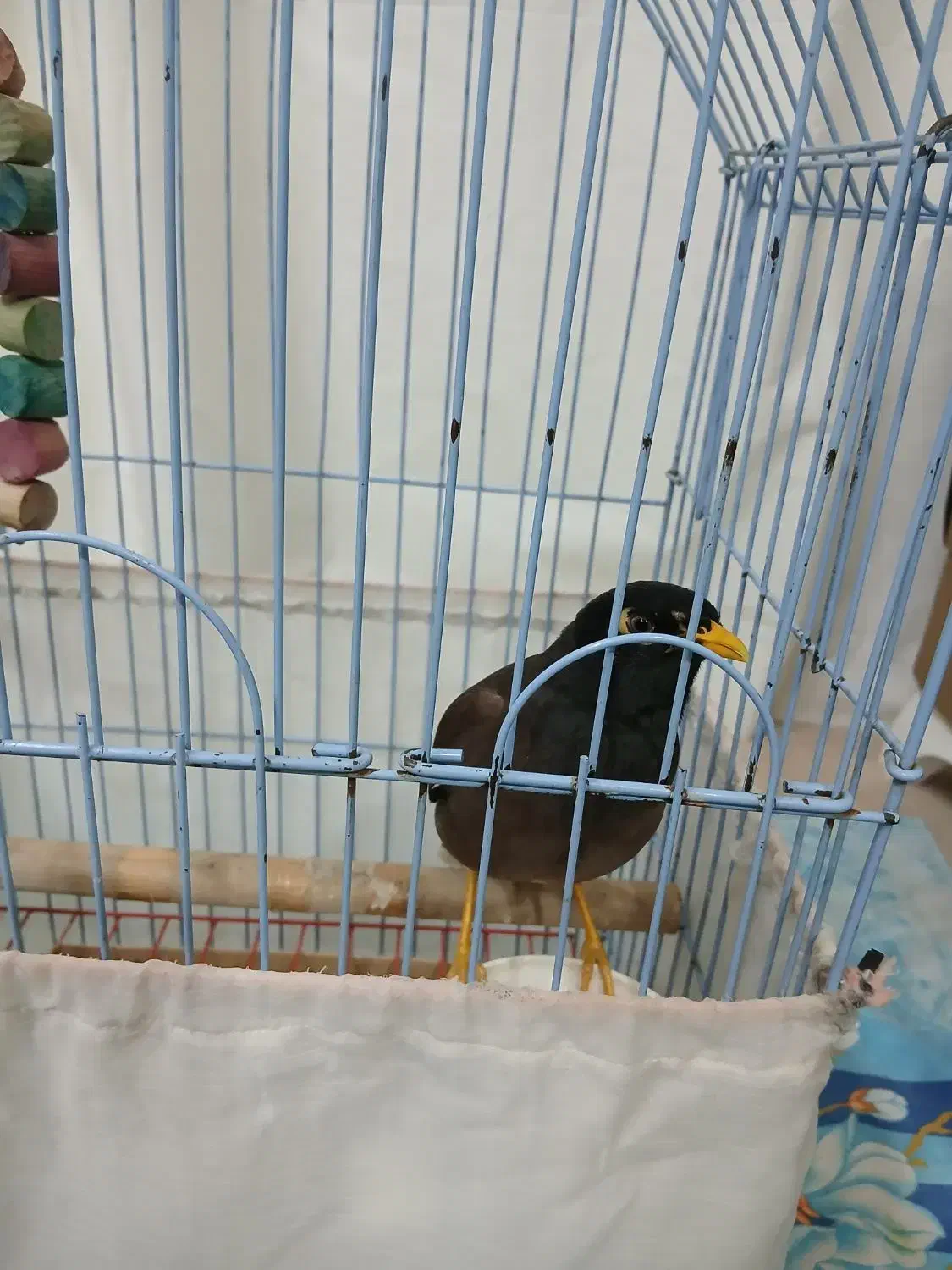 مرغ مینا|پرنده|اردبیل, |دیوار