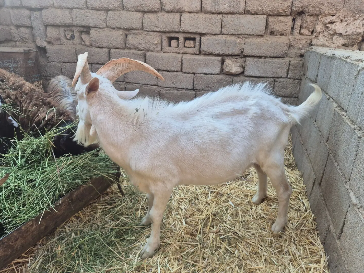 سانن|حیوانات مزرعه|گرمه, |دیوار