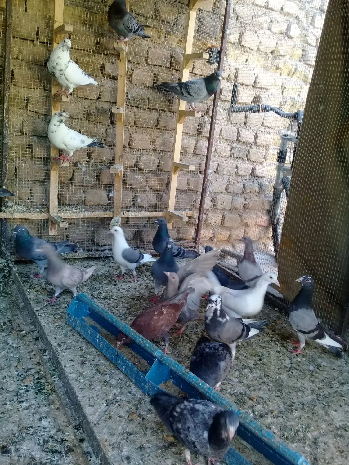 ...|پرنده|گناباد, |دیوار