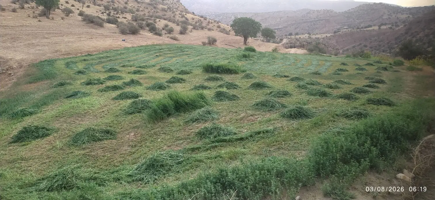 یونجه|حیوانات مزرعه|خرمآباد, |دیوار