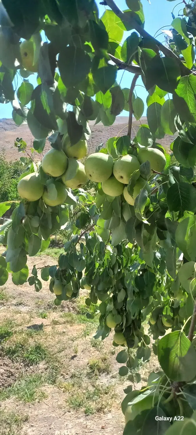 گلابی|خوردنی و آشامیدنی|ملک‌آباد, |دیوار