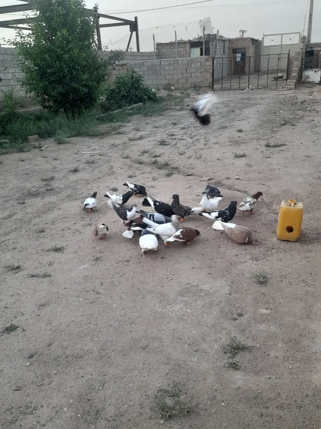 کبوتر|پرنده|خوشاب, |دیوار