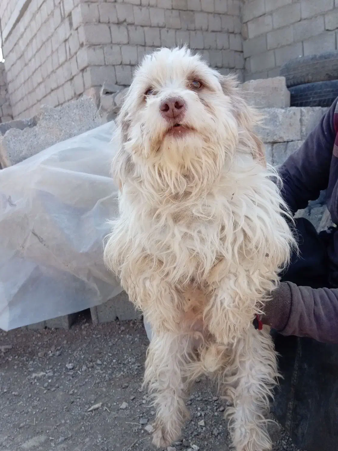 پاپی|سگ|نجف‌آباد, رحمت آباد|دیوار