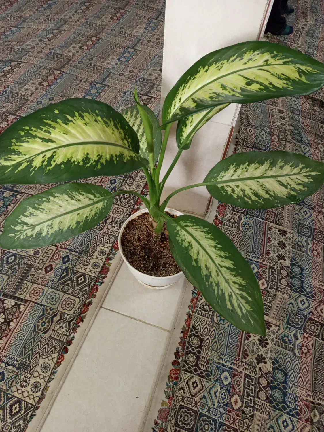 گل طبیعی|گل و گیاه طبیعی|هشتگرد, هشتگرد قدیم|دیوار