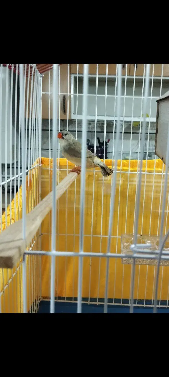 یک جفت فنچ کینگ بدون قفس.|پرنده|قزوین, |دیوار