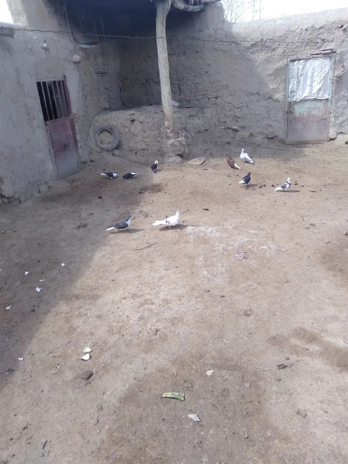 کفتر|پرنده|شیروان (خراسان), |دیوار