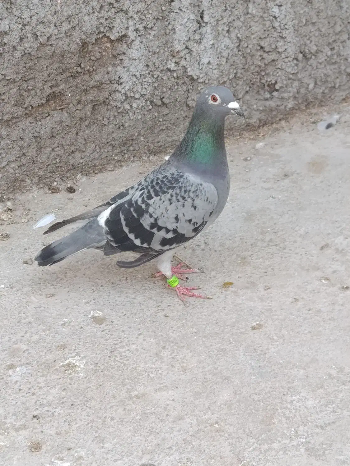 کبوتر|پرنده|اسفراین, |دیوار